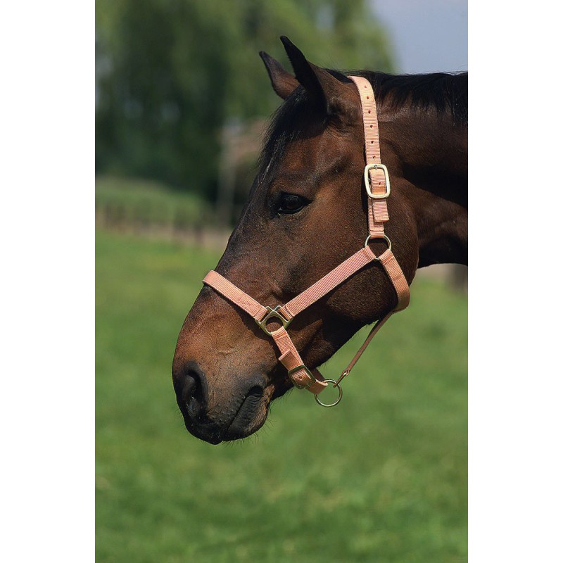 Licol nylon NORTON doublé cuir