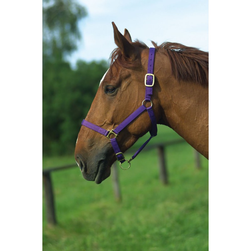 Licol nylon NORTON doublé cuir