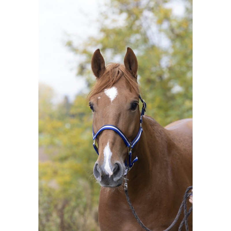 Licol nylon NORTON doublé cuir