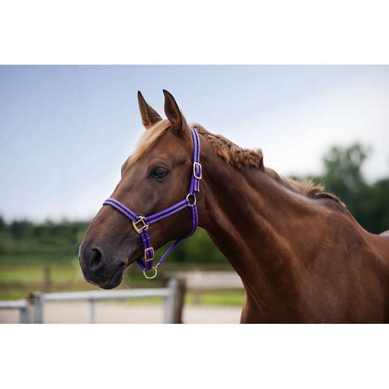 Licol nylon NORTON doublé cuir