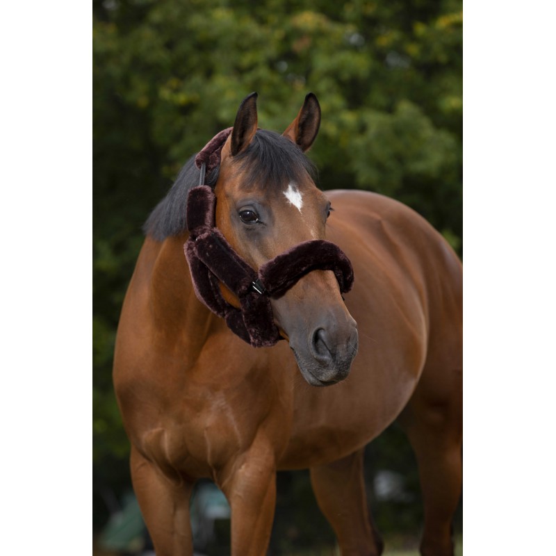 Set pour licol EQUITHÈME "Teddy" - 2