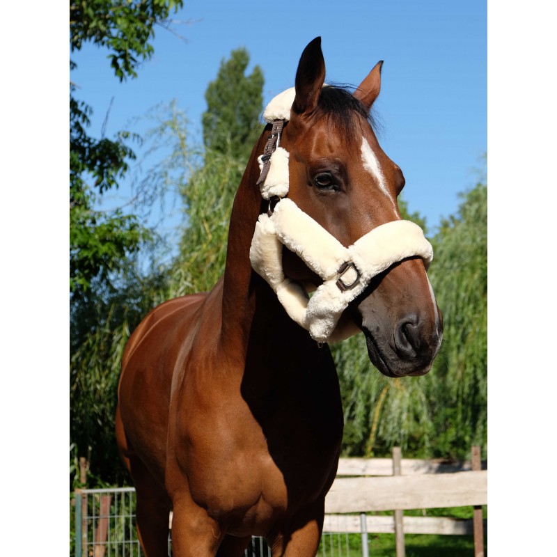 Licol EQUITHÈME "Teddy" - 2