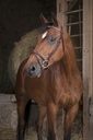 Bridon NORTON PRO "Fin"