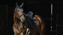 Bonnet chasse-mouches EQUITHÈME "French Touch"