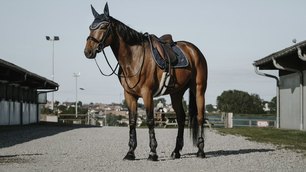 Bonnet chasse-mouches EQUITHÈME "French Touch"