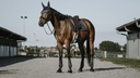 Bonnet chasse-mouches EQUITHÈME "French Touch"
