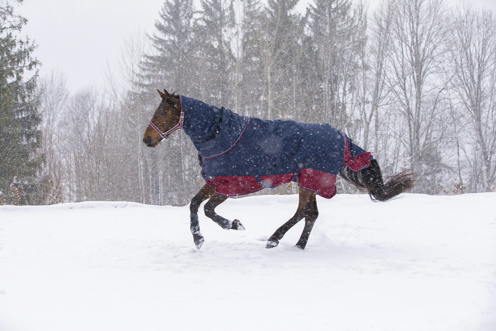 Couvre-cou EQUITHÈME "TYREX 1200 D", 200g