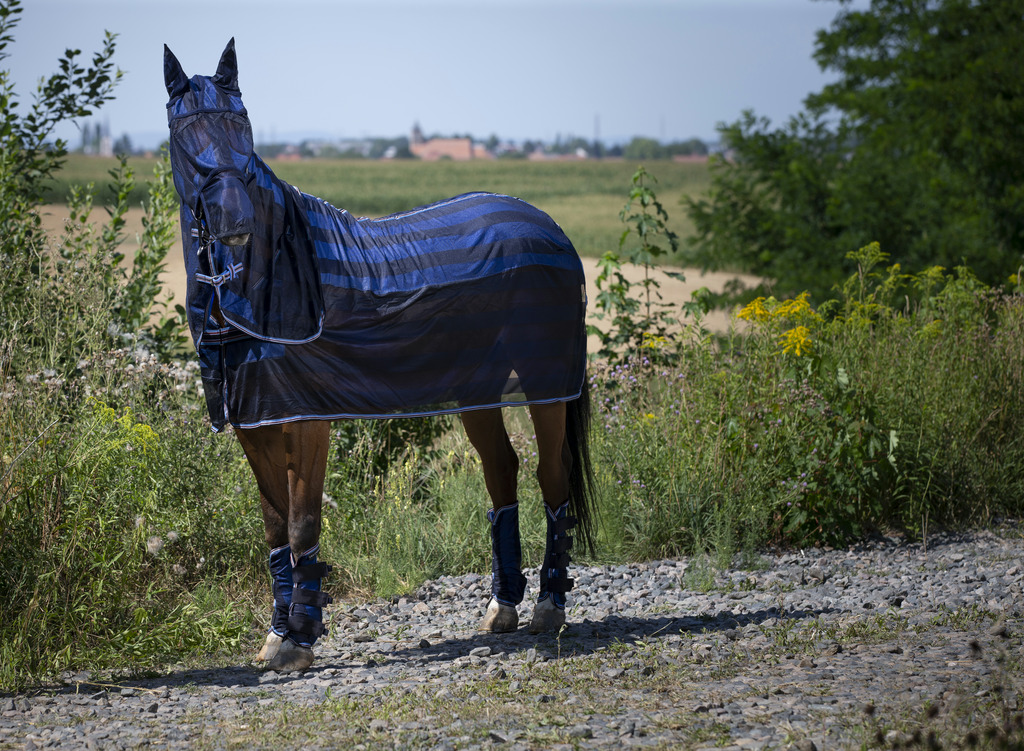 Couvre-cou EQUITHÈME "rafraichissant"