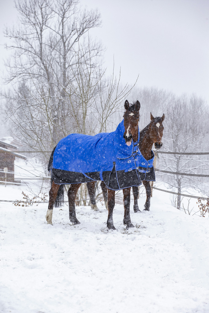 Couverture EQUITHÈME TYREX 1200D, 0g, "Aisance" High Neck