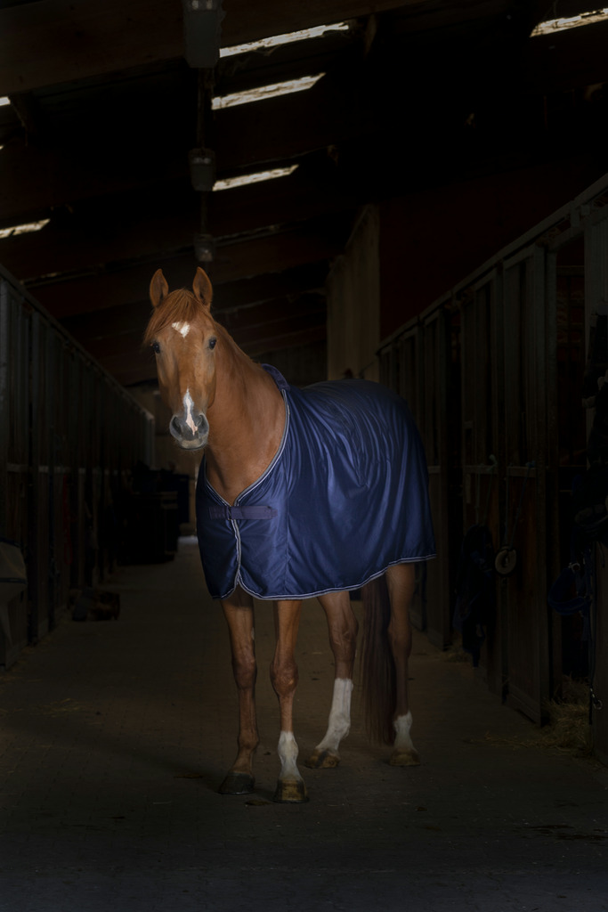 Chemise EQUITHÈME "Microfleece" standard