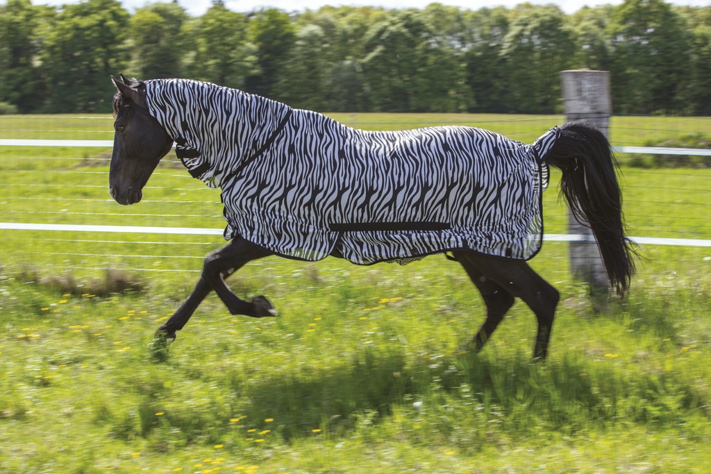 Chemise filet RIDING WORLD "Combo"