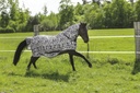 Chemise filet RIDING WORLD "Combo"