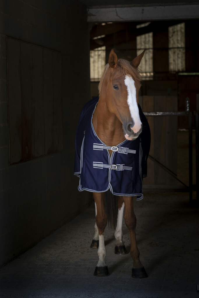 Chemise EQUITHÈME "Sweat"