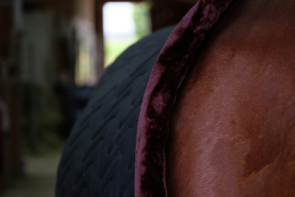 Couverture velours EQUITHEME "Teddy"