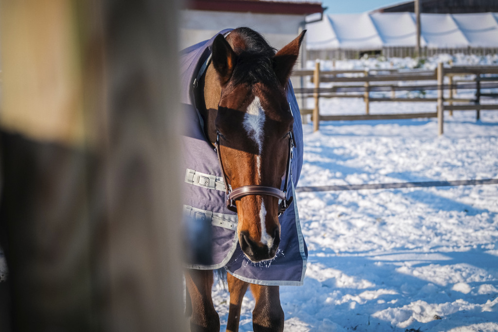 Couverture EQUITHÈME "TYREX 1200D", 0G, recyclée