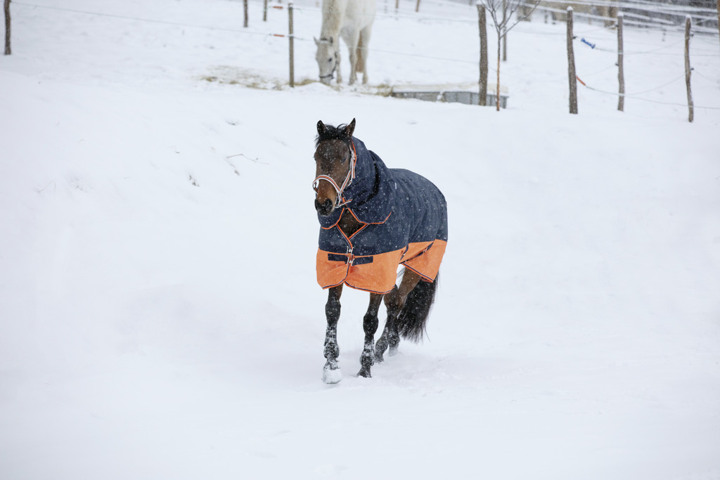 Couverture EQUITHÈME TYREX 600 D, 0g