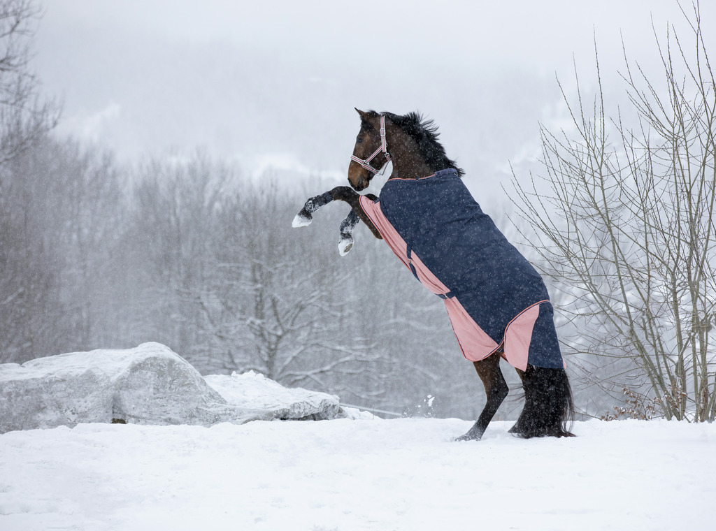 Couverture EQUITHÈME TYREX 600 D, 0g