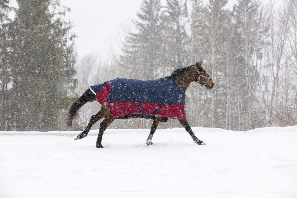 Couverture EQUITHÈME "TYREX 1200 D", 50g