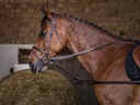Enrênement caoutchouc RIDING WORLD