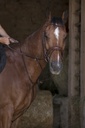 Martingale à anneaux NORTON PRO