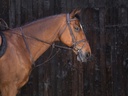 Martingale à anneaux RIDING WORLD