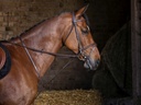 Martingale fixe RIDING WORLD