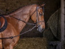 Enrênement Pirelli RIDING WORLD