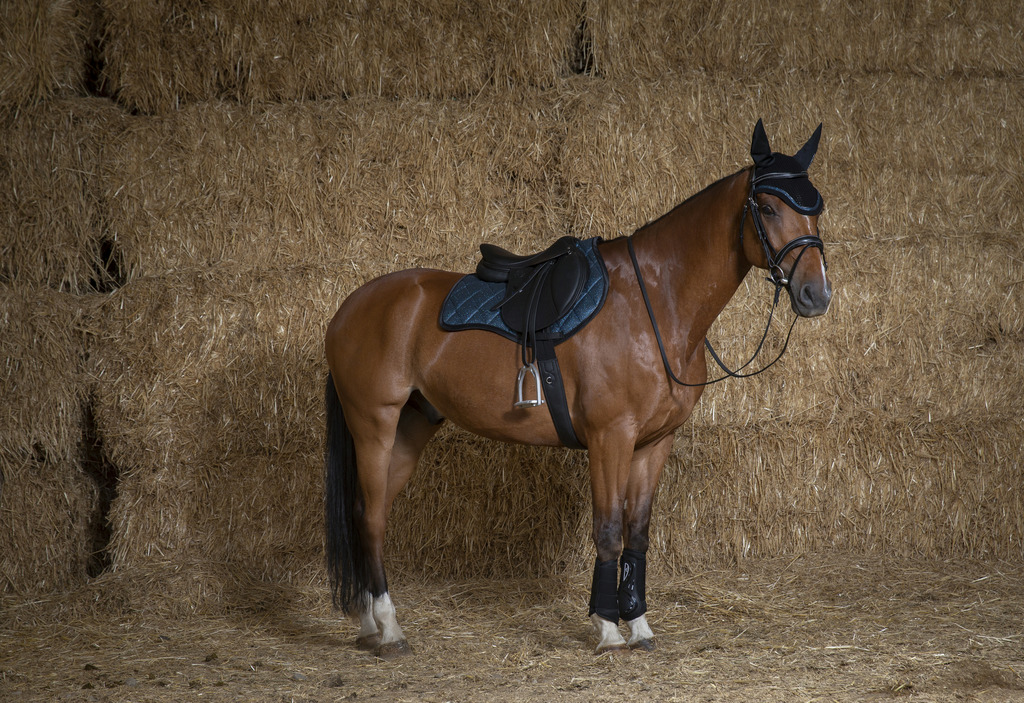 Tapis de selle EQUITHÈME "Glitter"