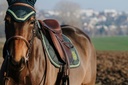 Tapis de selle EQUITHÈME "Badge"