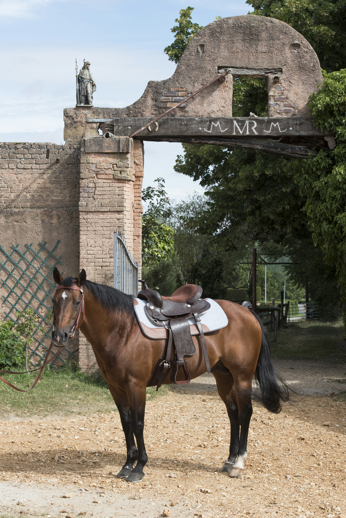 Pad WESTRIDE feutre 16 mm