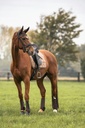 Tapis de selle BACK ON TRACK® "Haze Collection"
