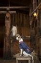 Couverture DIEGO & LOUNA 600D pour chien