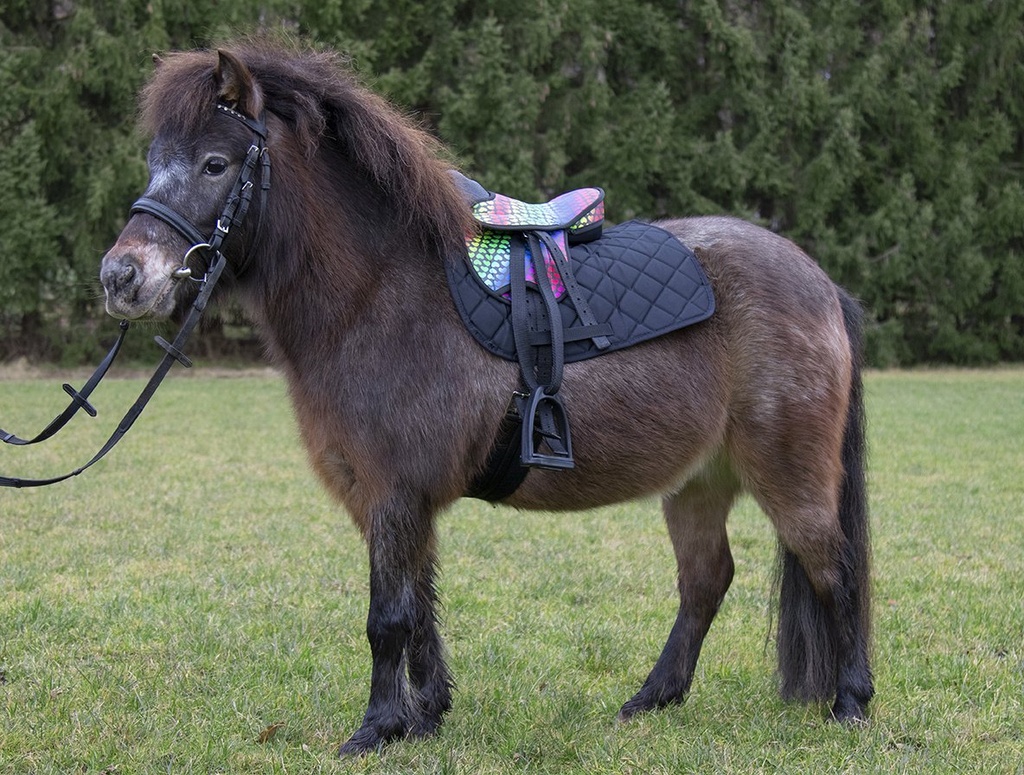 Selle pour Shetland set -Colou - coeur/noir (9091) (6)