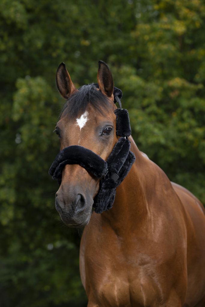 Set pour licol EQUITHÈME "Teddy"