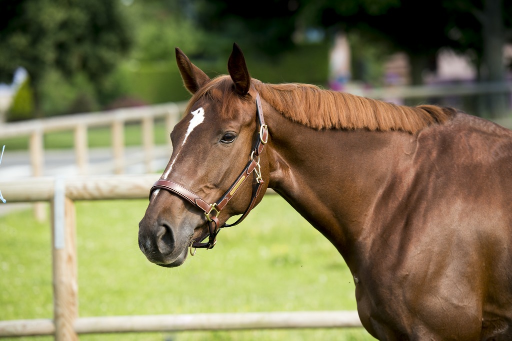 Licol cuir ERIC THOMAS “Pro”