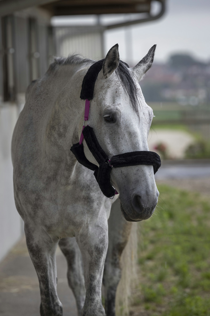 Licol NORTON "Full mouton synthétique"