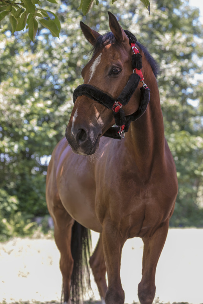 Licol NORTON "Full mouton synthétique"