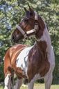 Licol NORTON "Full mouton synthétique"