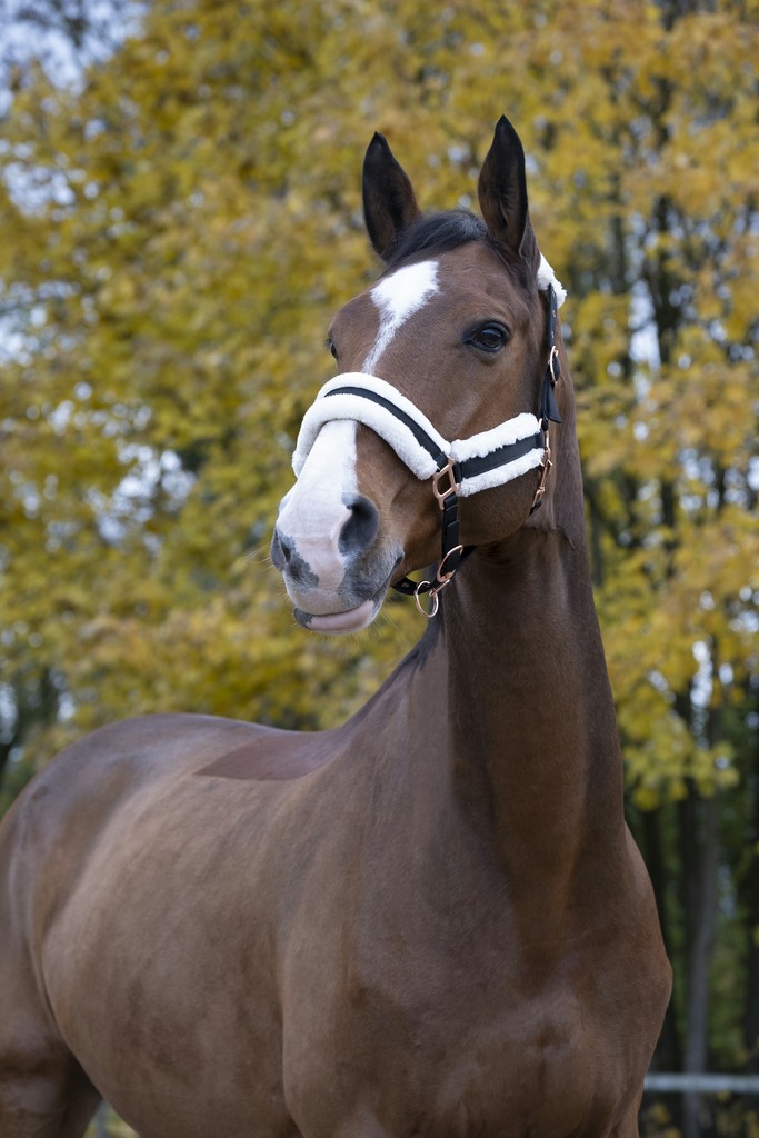 Licol NORTON "Confort"