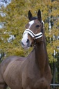 Licol NORTON "Confort"