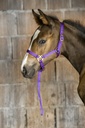 Licol foal + longe NORTON