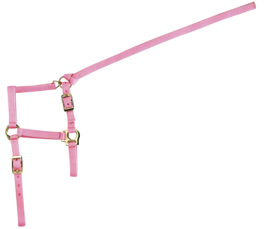 Licol foal + longe NORTON