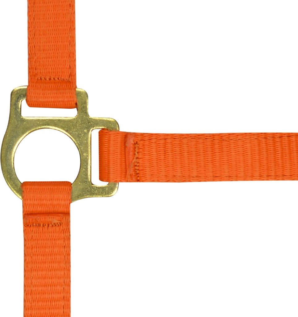 Licol foal + longe NORTON