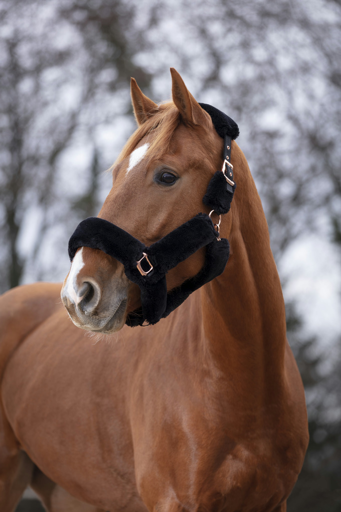 Licol EQUITHÈME "Teddy rose gold"