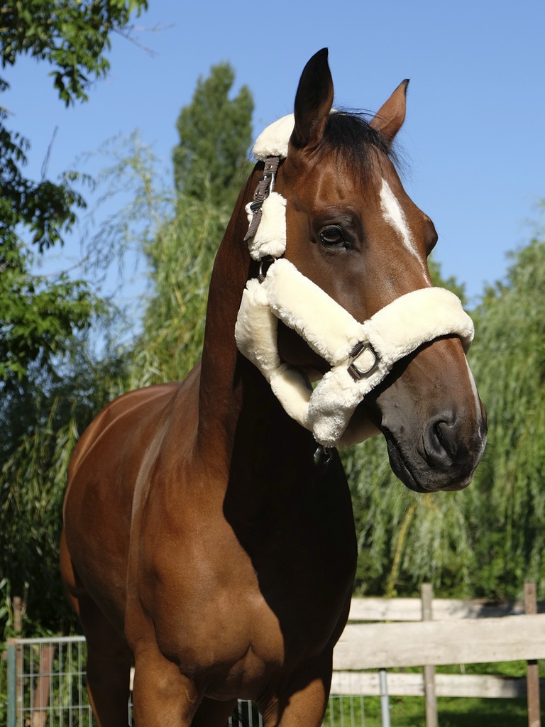 Licol EQUITHÈME "Teddy"