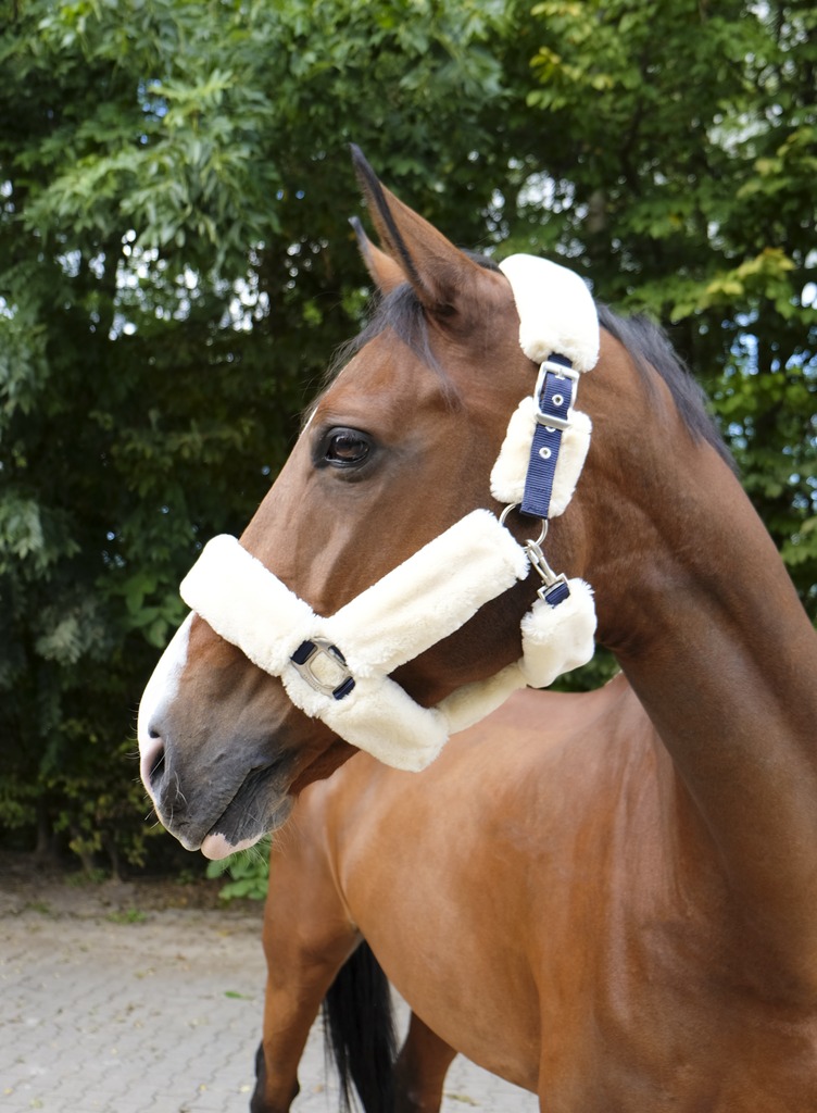 Licol EQUITHÈME "Teddy"
