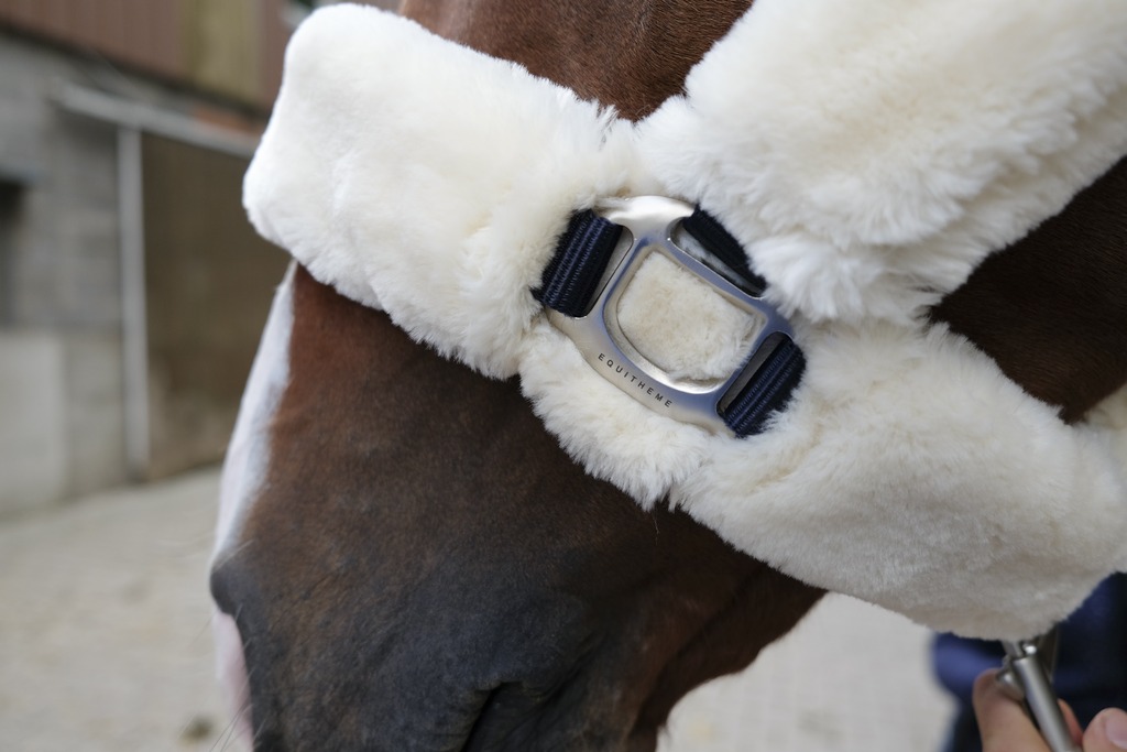 Licol EQUITHÈME "Teddy"