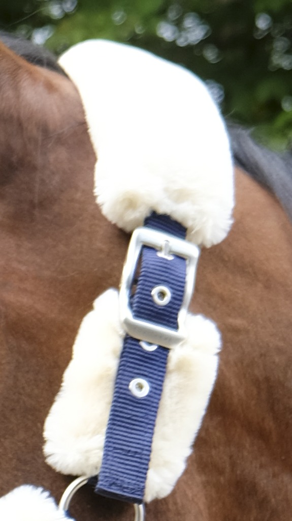 Licol EQUITHÈME "Teddy"
