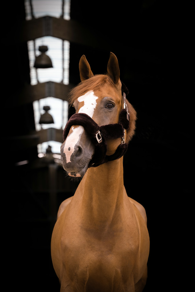 Licol EQUITHÈME "Teddy"