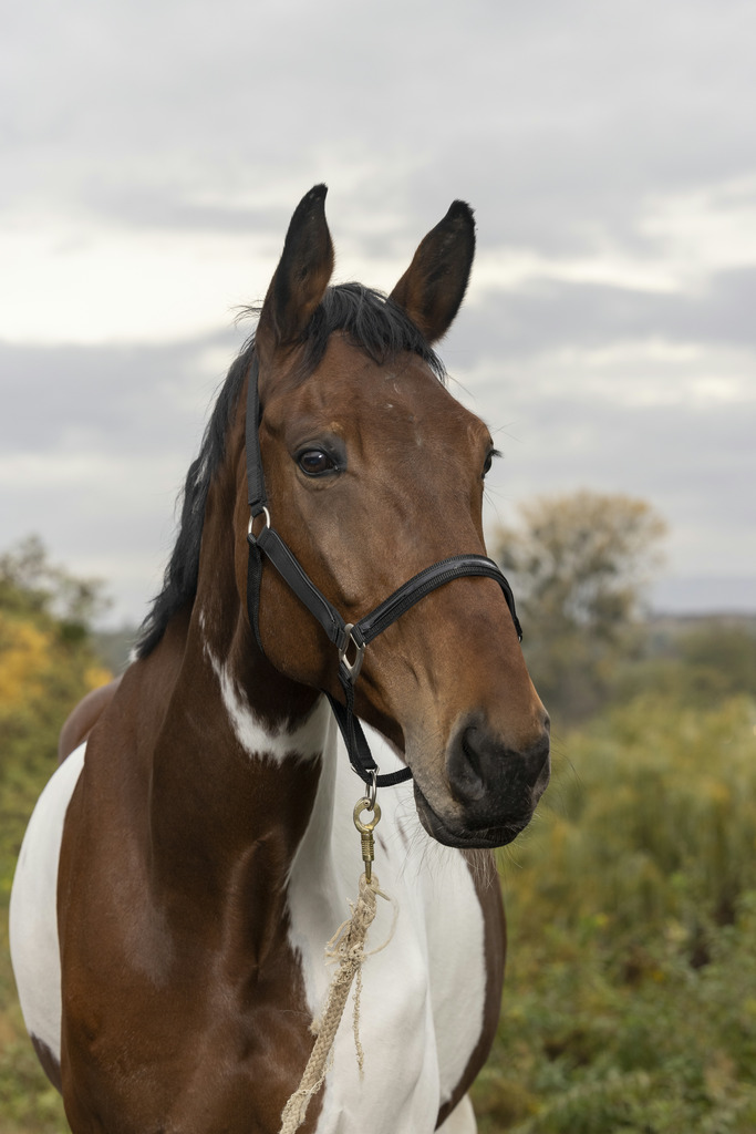 Licol EQUITHÈME "Tendance"